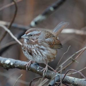 Song Sparrow