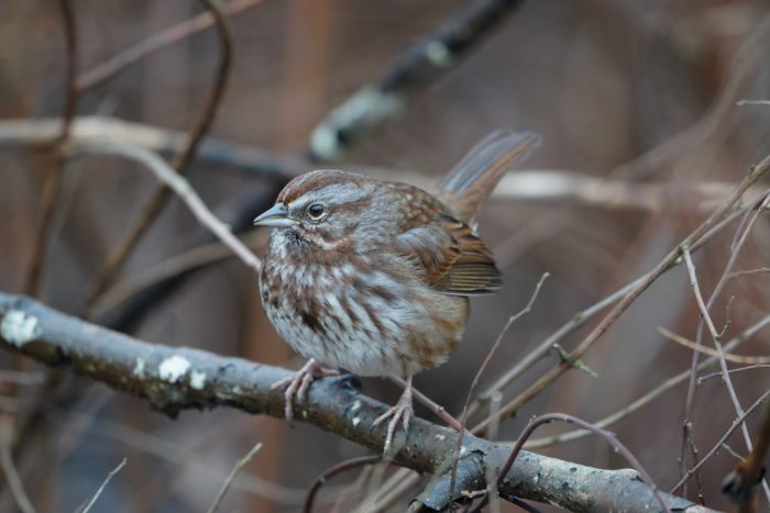 Song Sparrow