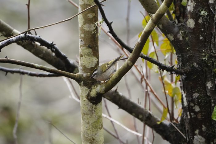 Golden-crowned Kinglet