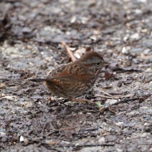 Song Sparrow