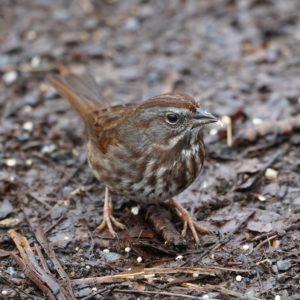 Song Sparrow