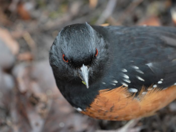 Spotted Towhee