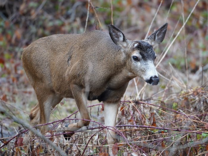 Black-tailed Deer