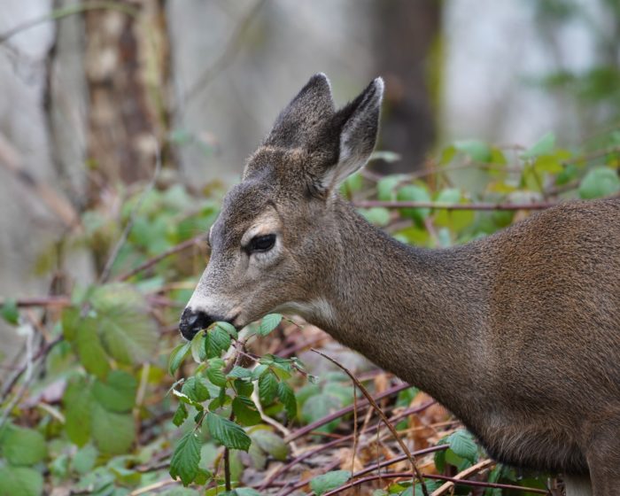 Black-tailed Deer