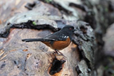 Spotted Towhee