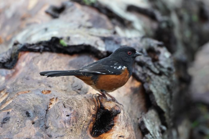 Spotted Towhee