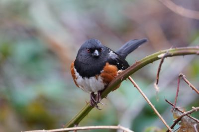 Spotted Towhee