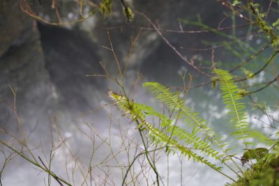 Lynn Canyon