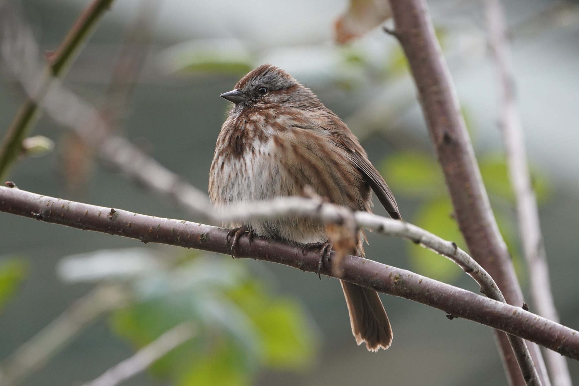 Song Sparrow