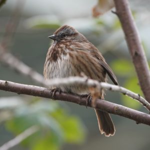 Song Sparrow