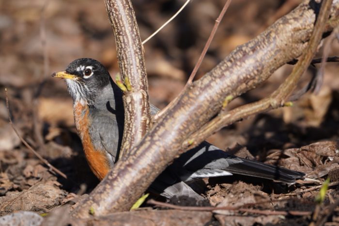 American Robin