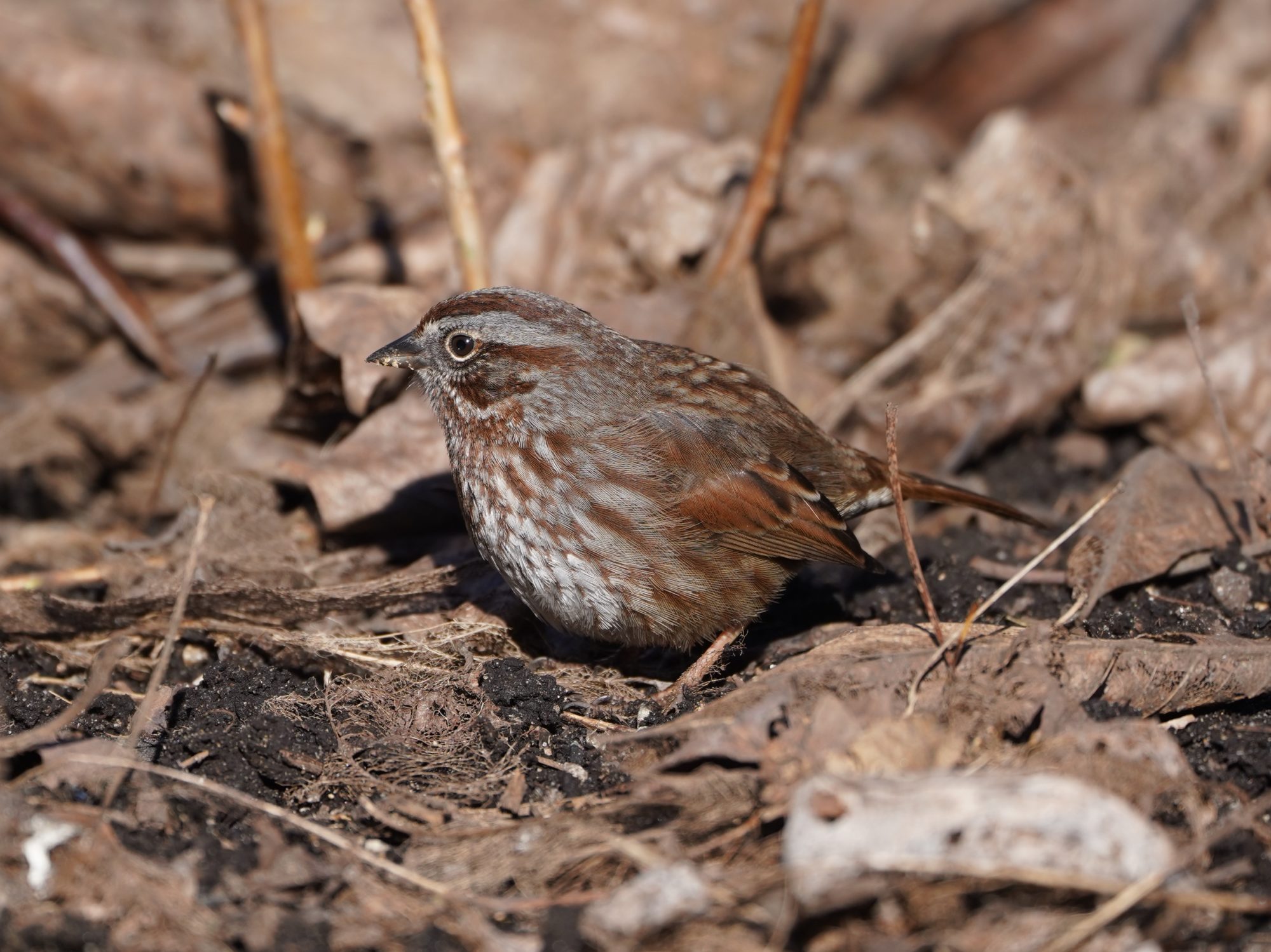 Song Sparrow