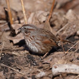 Song Sparrow
