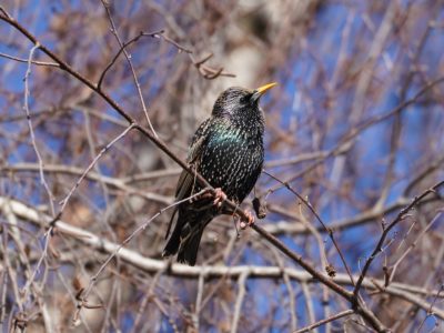 European Starling