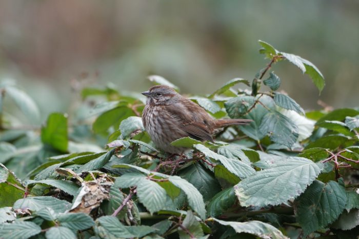 Song Sparrow