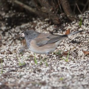 Dark-eyed Junco