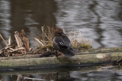 Hooded Merganser, female