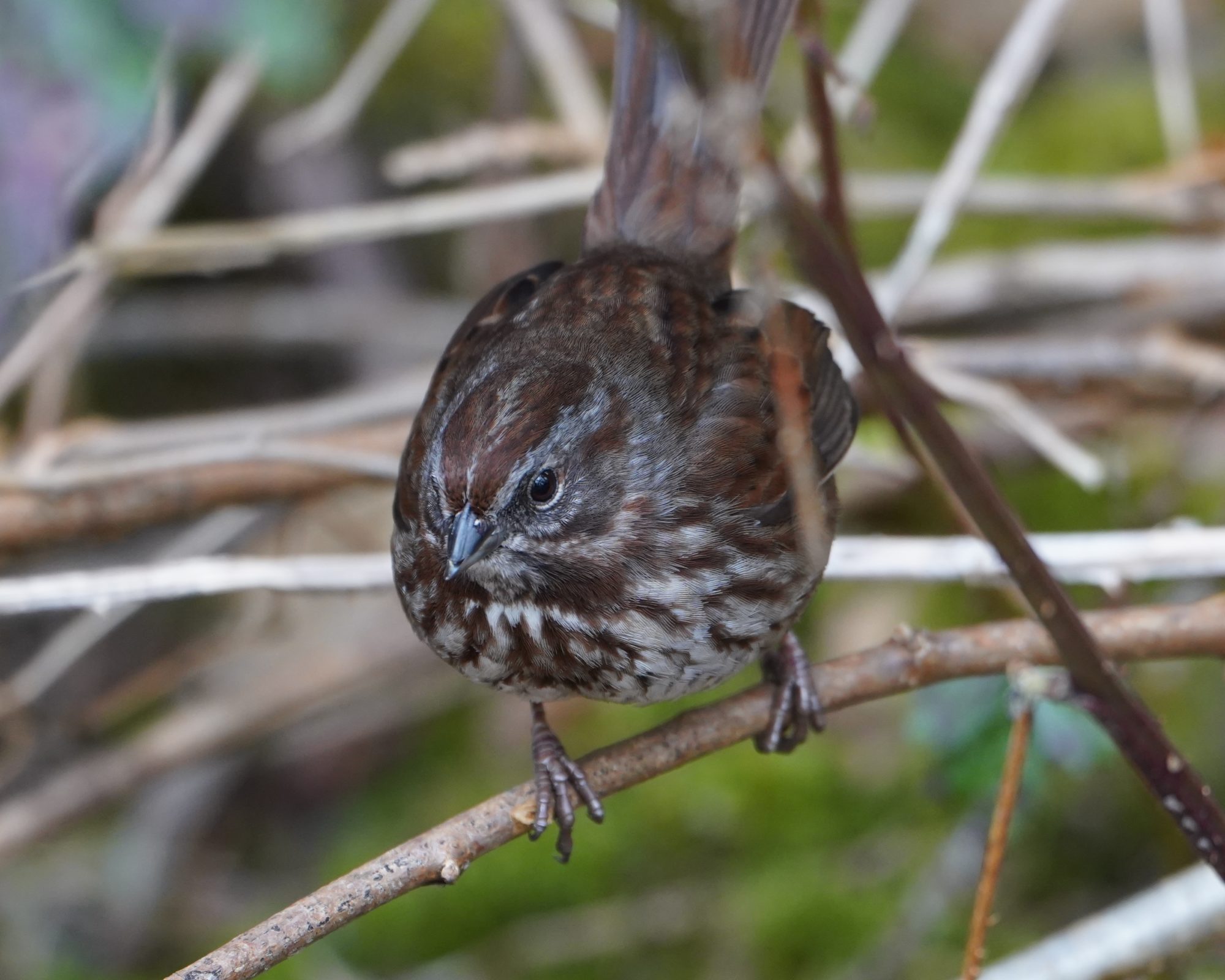 Song Sparrow