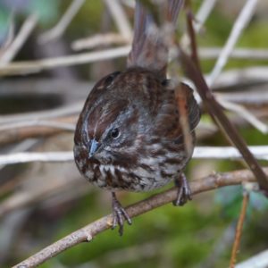 Song Sparrow