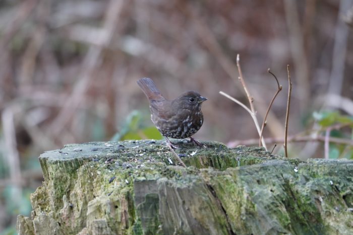 Fox Sparrow