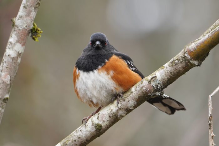 Spotted Towhee