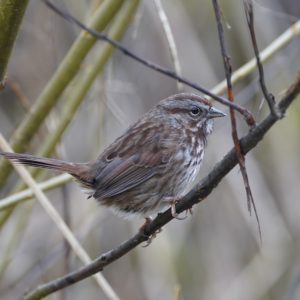 Song Sparrow