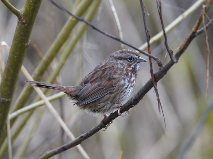 Song Sparrow