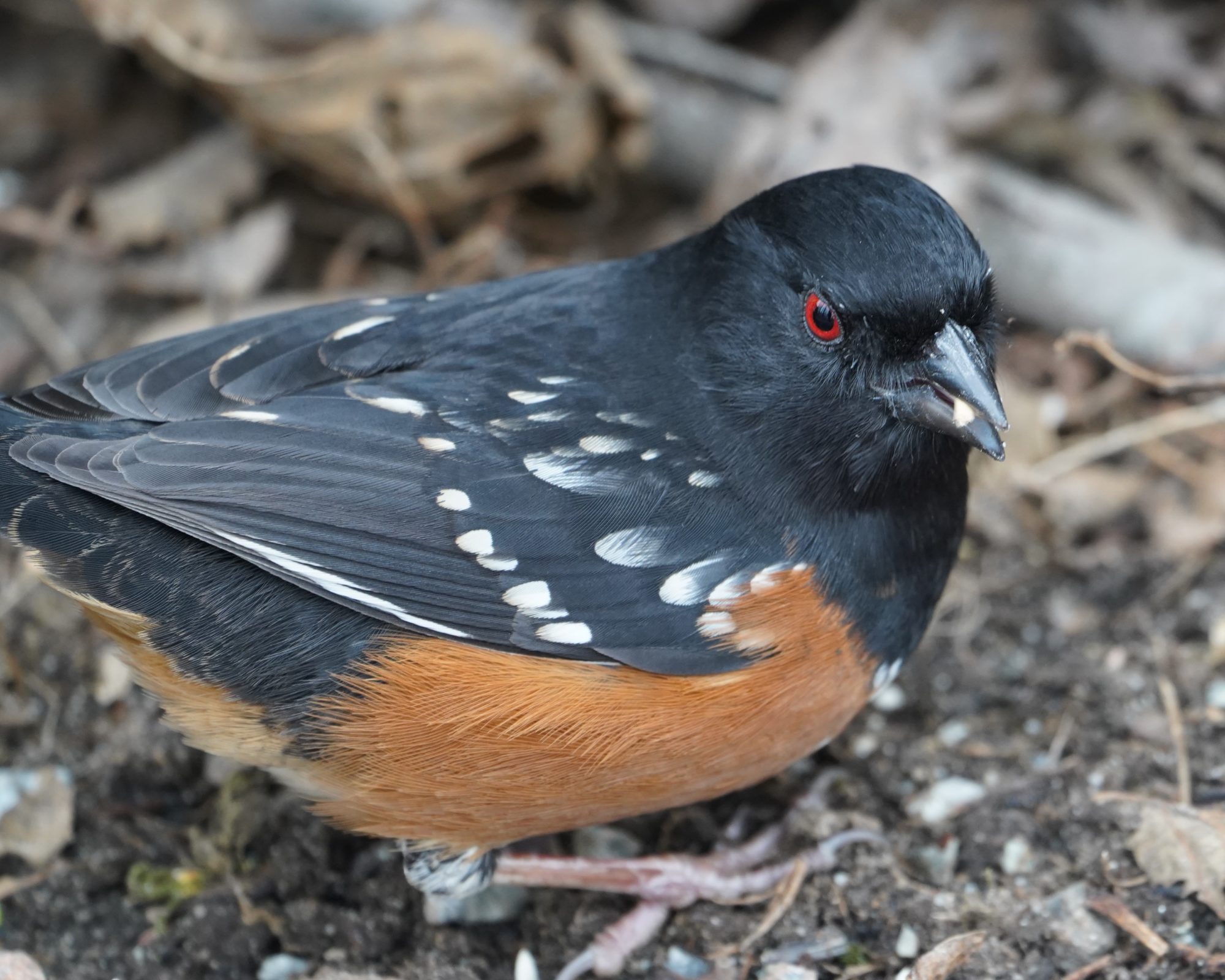 Spotted Towhee