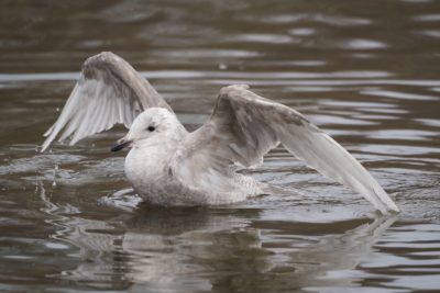 Glaucous-winged Gull