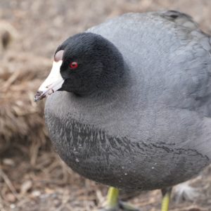 American Coot