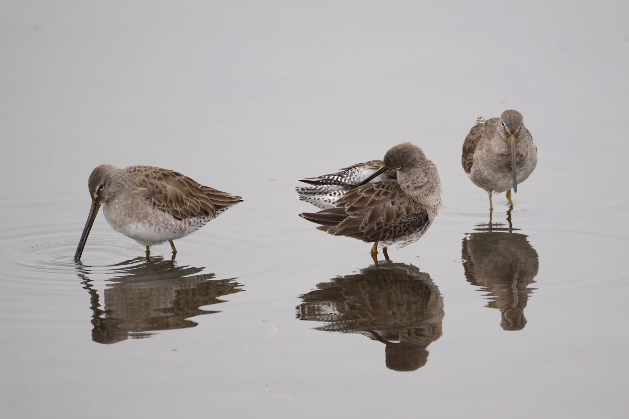 Long-billed Dowitchers