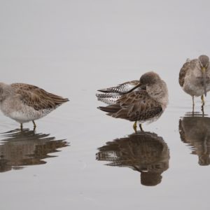 Long-billed Dowitchers