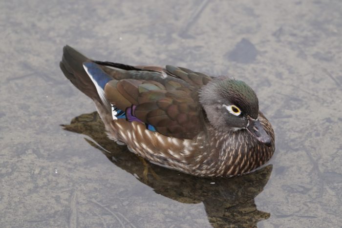 Wood Duck, female