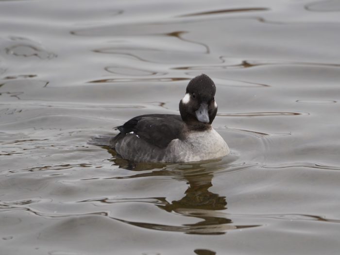 Bufflehead, female