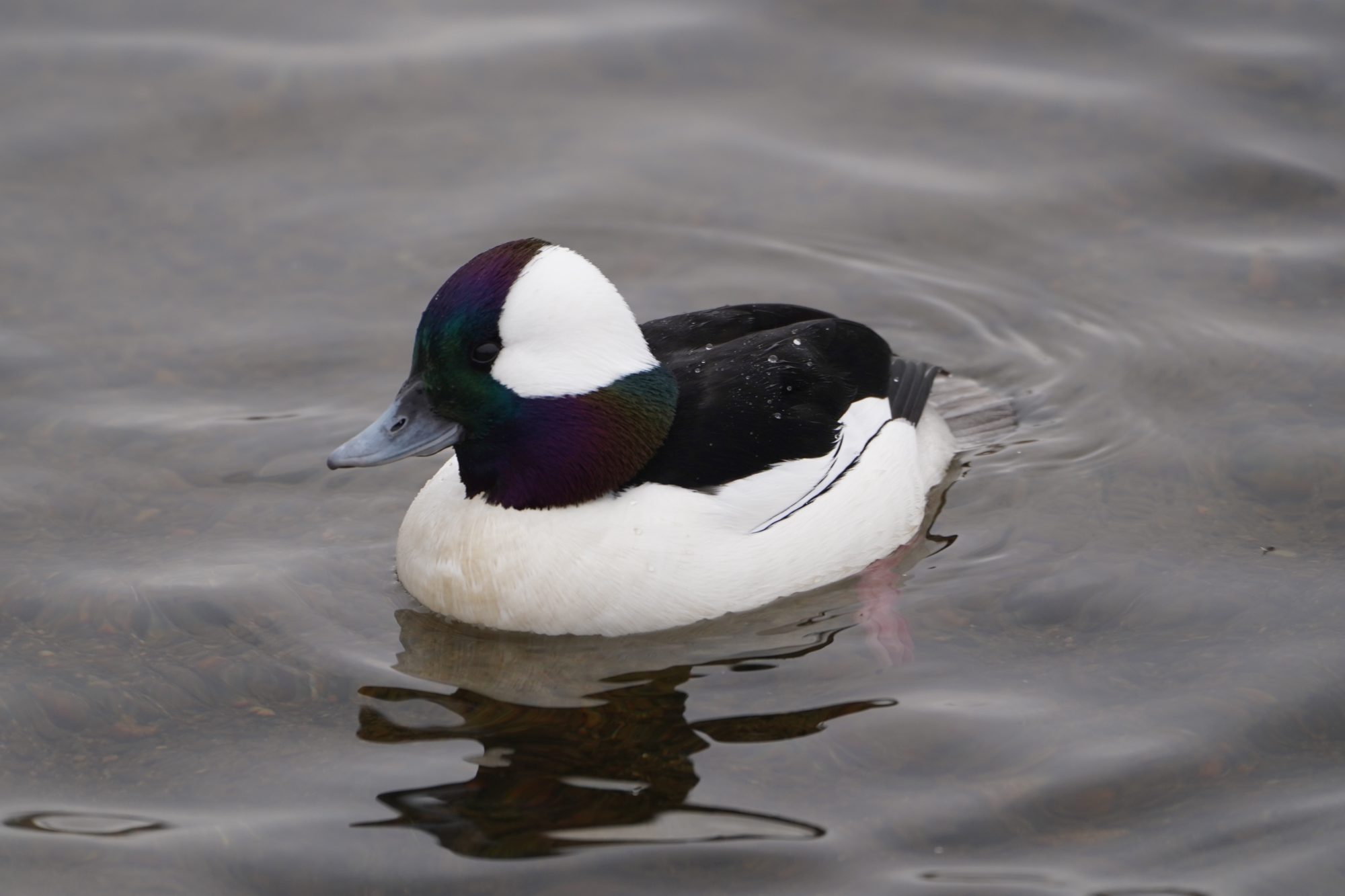 Bufflehead, male