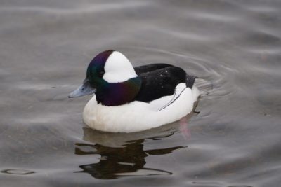 Bufflehead, male