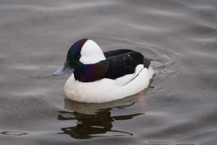 Bufflehead, male