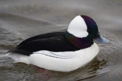 Bufflehead, male