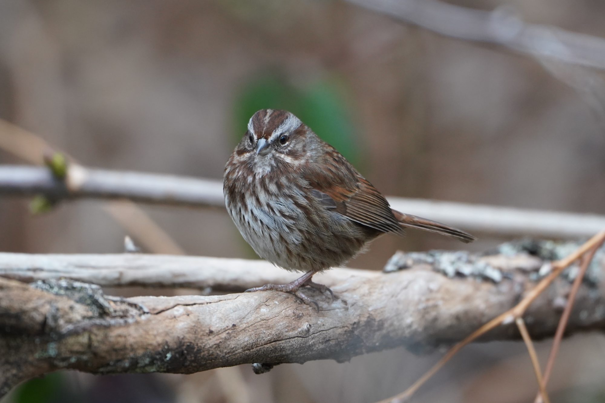 Song Sparrow
