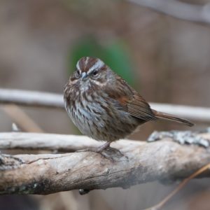 Song Sparrow