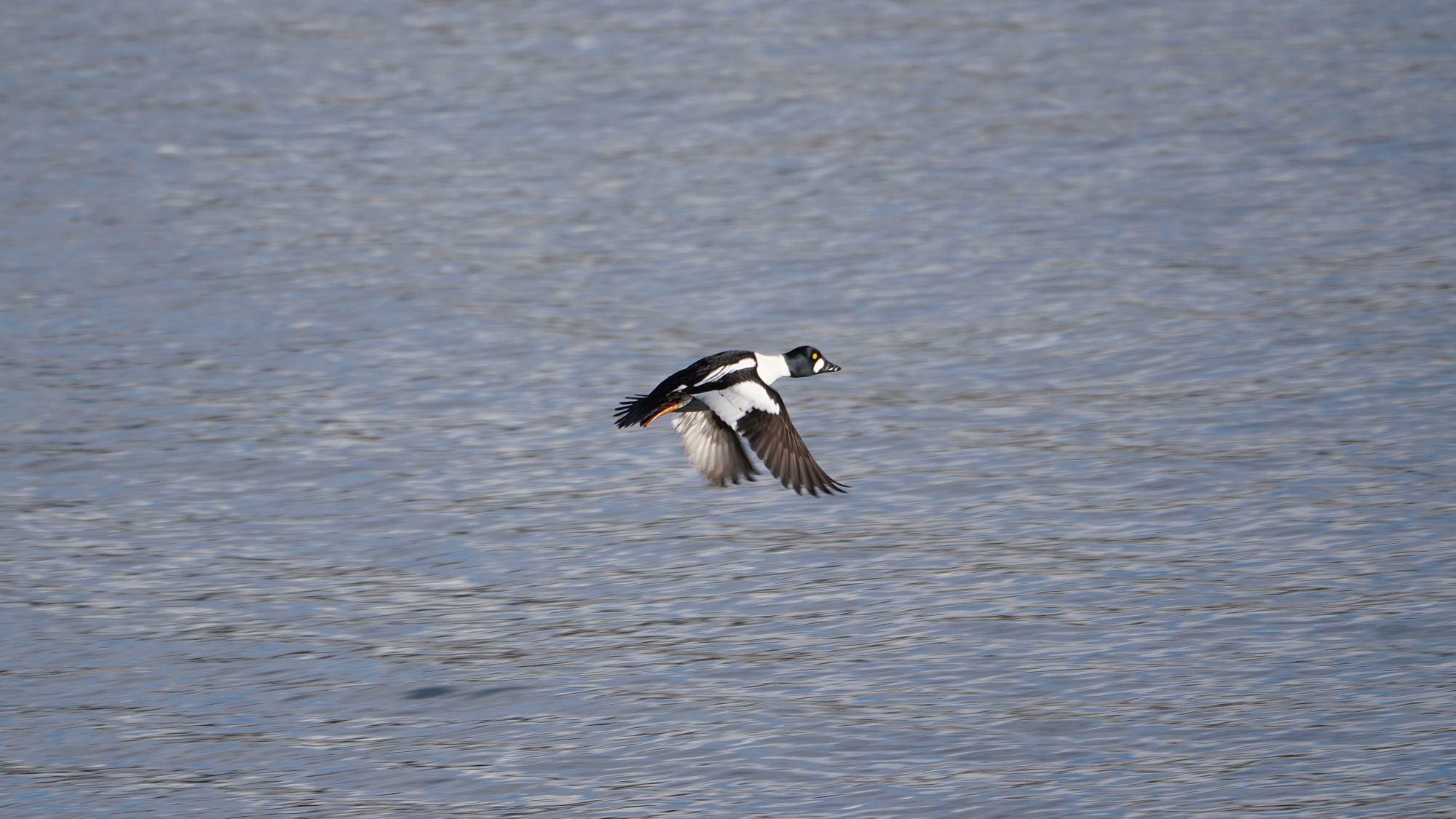 Barrow's Goldeneye