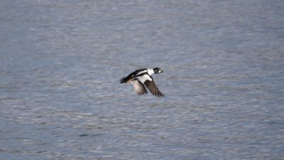 Barrow's Goldeneye
