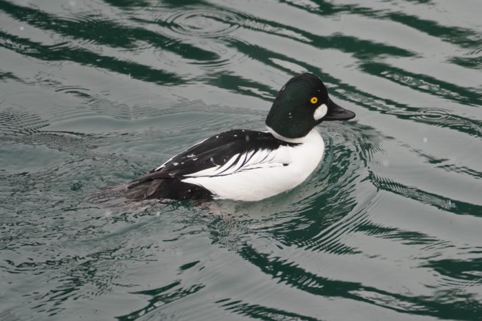 Common Goldeneye
