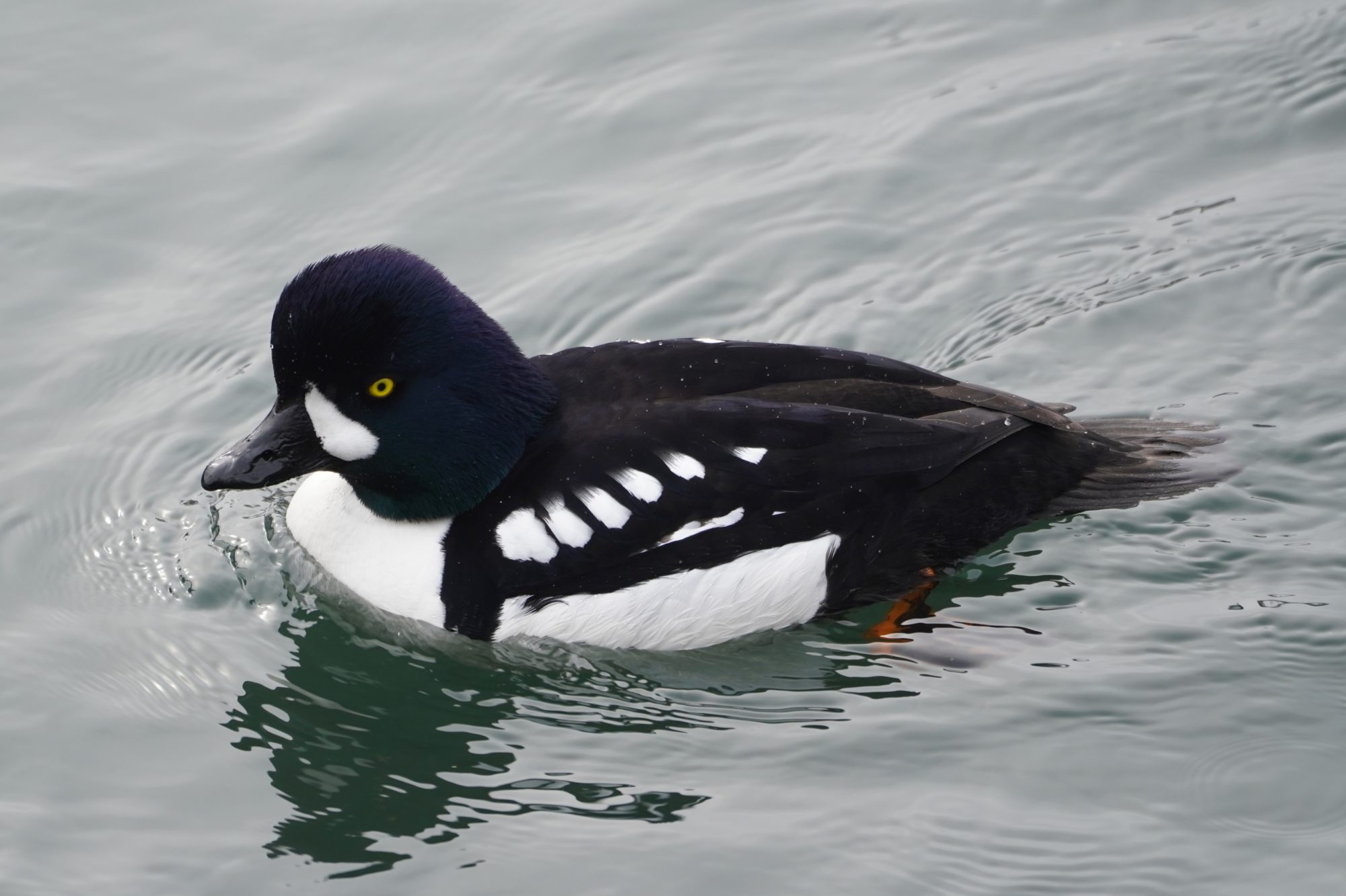 Barrow's Goldeneye