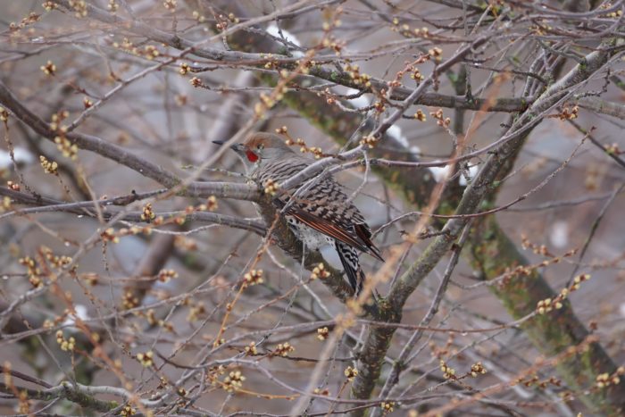 Northern Flicker, male
