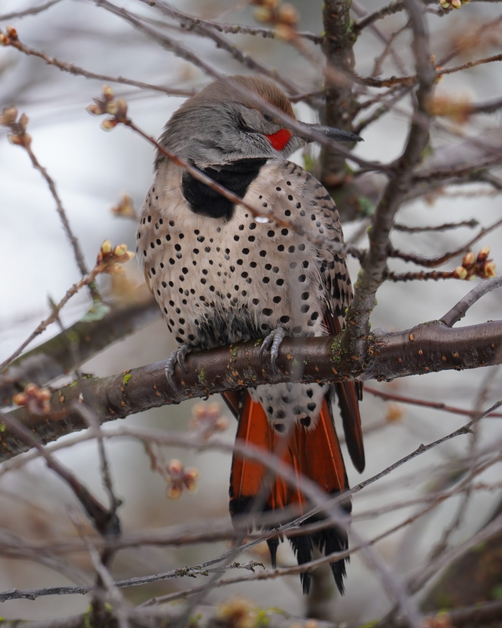 Northern Flicker