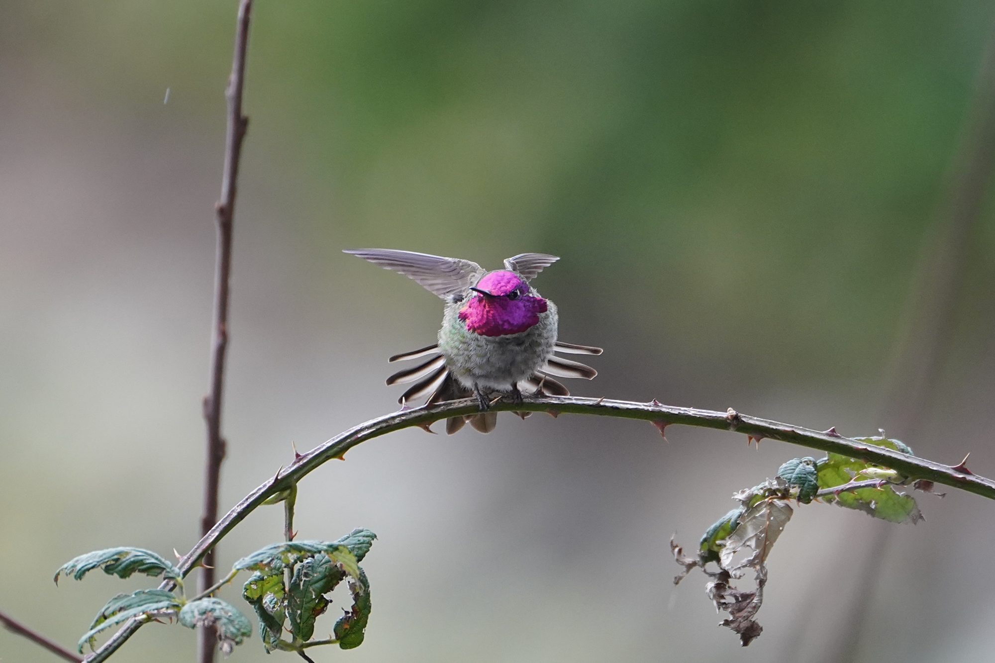 Anna's Hummingbird