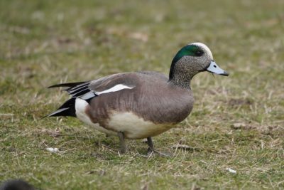 American Wigeon, male