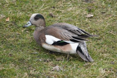 American Wigeon, male