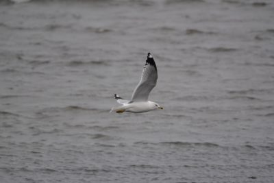 Ring-billed Gull